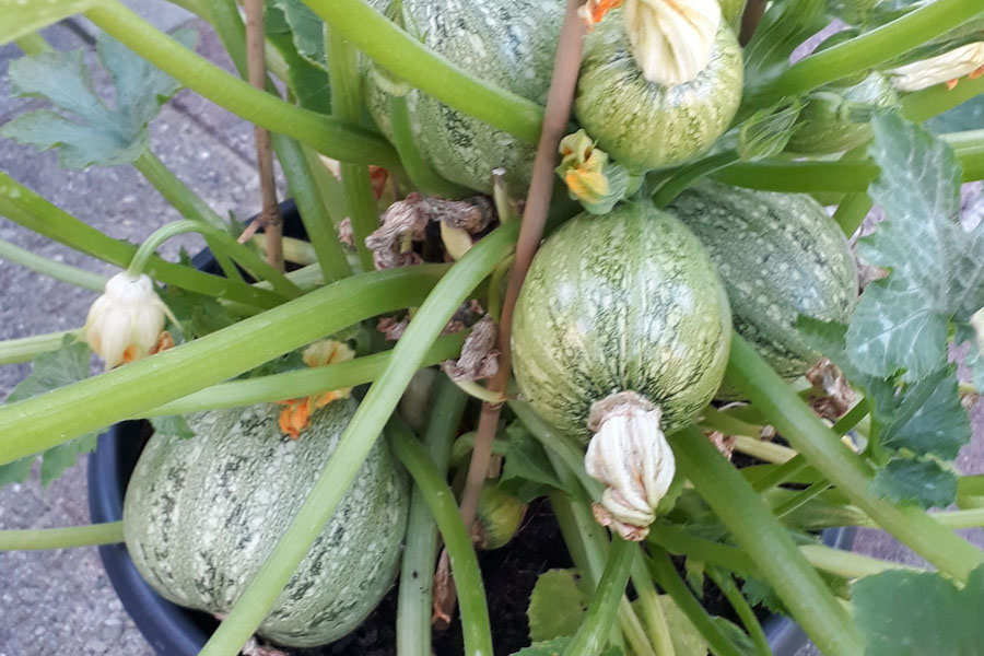 Je bekijkt nu Courgette kweken in pot: beste courgette rassen en verzorging