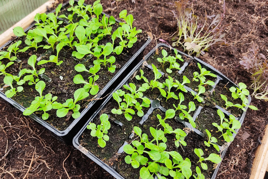 Raar astronaut pack Groenten kweken in januari: dit zijn de groenten om in januari te zaaien |  Moestuintijd