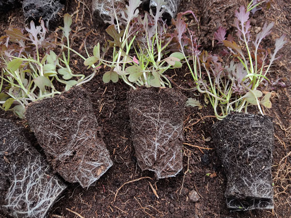 Sla zaaien in de winter: Rode Mosterdsla uitplanten