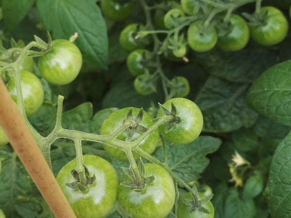 Tomaten kweken: de eerste groene tomaten