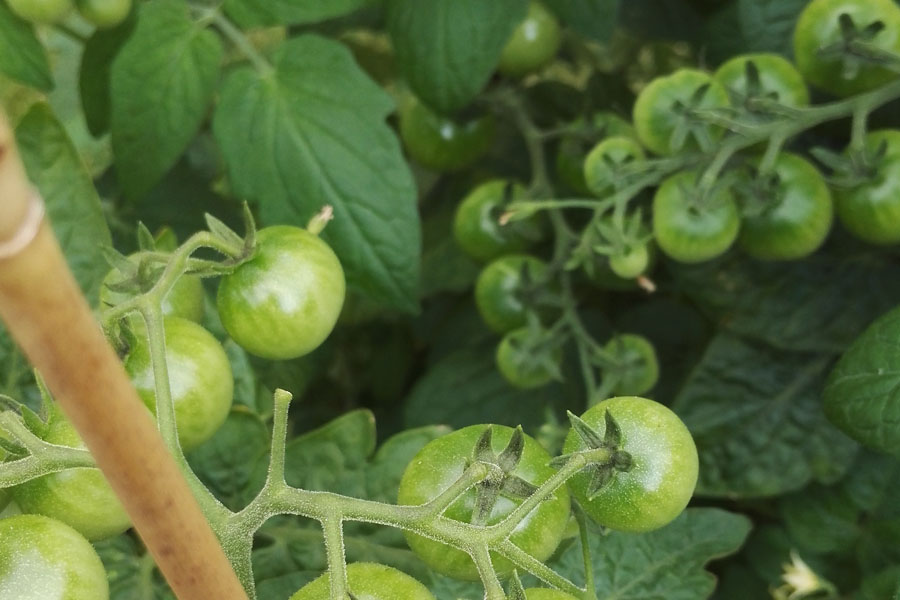 Je bekijkt nu Tomaten in pot kweken: Beste soorten en verzorging
