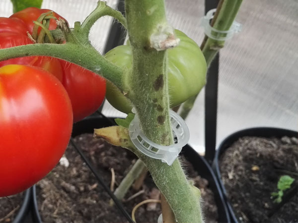 Tomaten kweken: tomatenclips