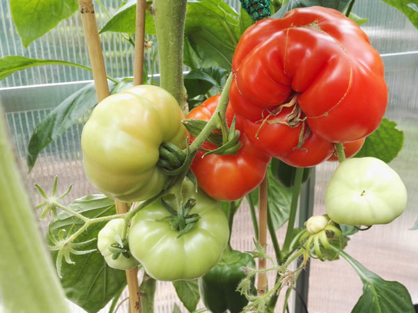 Tomaten kweken: vleestomaten