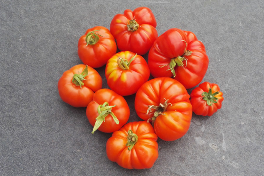 Je bekijkt nu Tomaten kweken: zelf zaaien, kweken en oogsten stap voor stap
