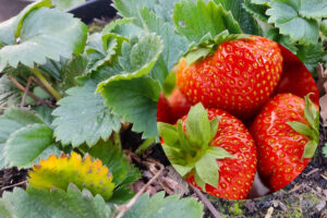 Lees meer over het artikel Aardbeien kweken in pot: goede rassen voor een succesvolle aardbeikweek