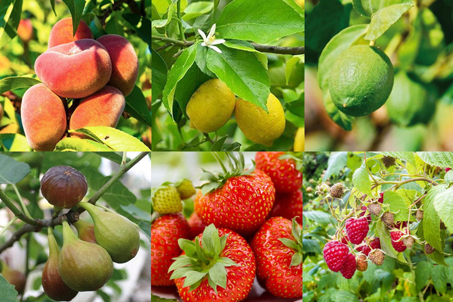 Je bekijkt nu Fruit in pot kweken: welk fruit kun je goed in een pot kweken?