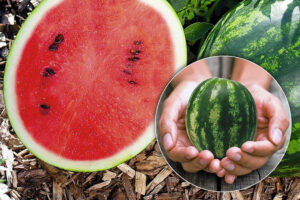 Lees meer over het artikel Kleine meloen en watermeloen kweken: dit zijn de beste rassen