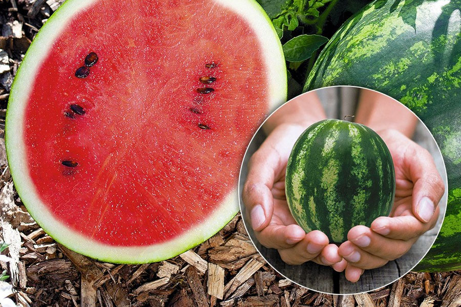 Kleine meloen en watermeloen kweken: dit zijn de beste rassen