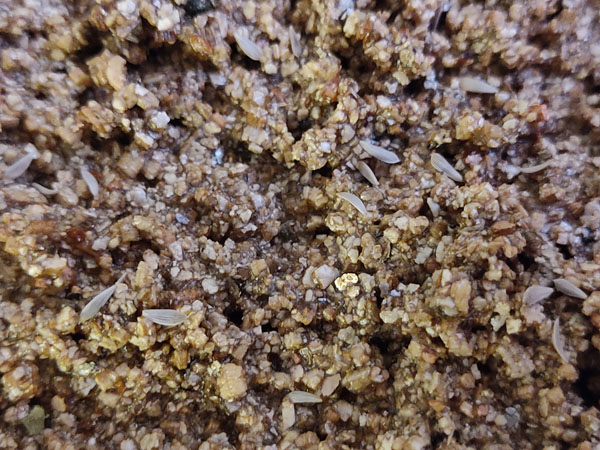Meikoningin zaden in vermiculiet
