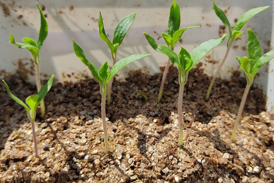Je bekijkt nu Paprika kweken & ompotten: de groei gaat gestaag