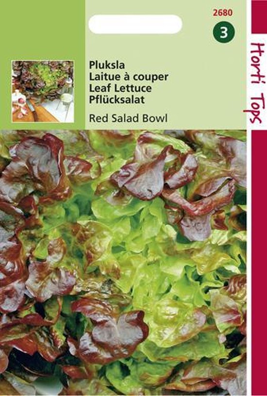 Rode eikenbladsla (Red Salad Bowl)