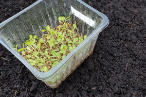 Lees meer over het artikel Sla uitplanten in de kas: in februari sla zaaien en kweken