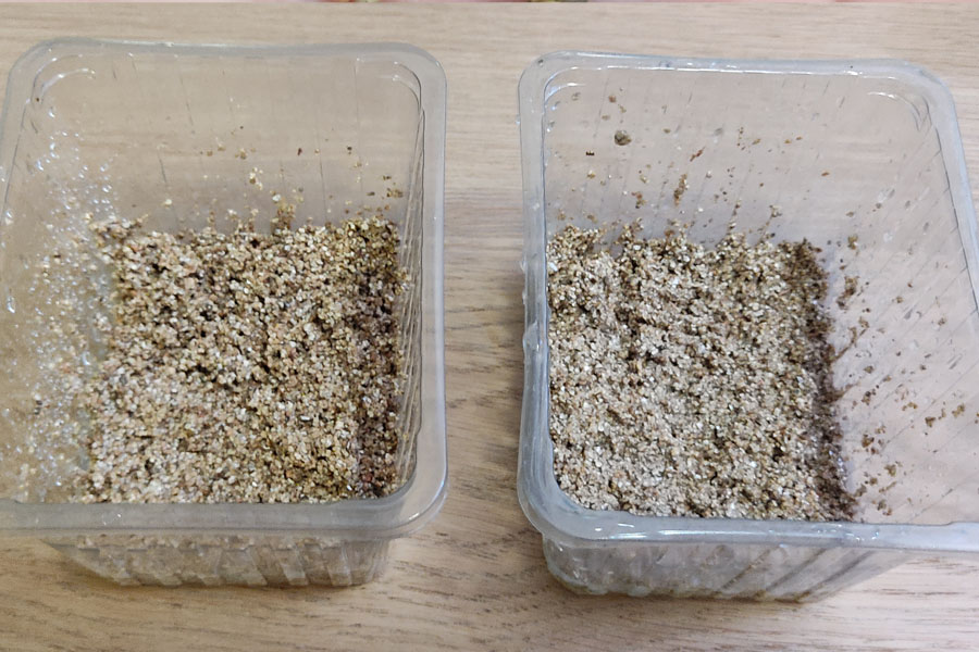 Sla zaaien in februari: de eerste zaadjes in vermiculiet