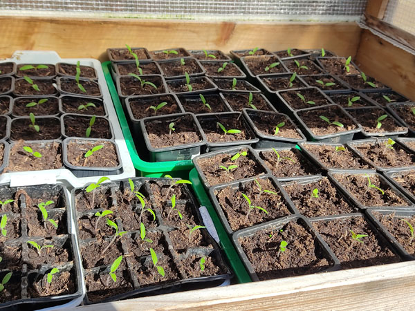 Tomaten plantjes op 19 maart