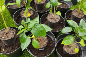 Lees meer over het artikel Paprika uitplanten in de kas