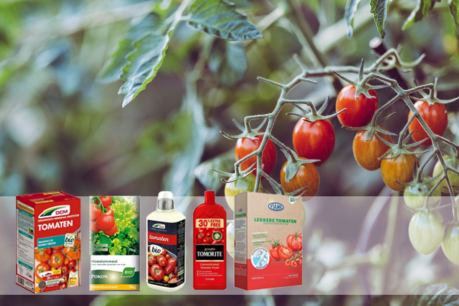Lees meer over het artikel Tomaten bemesten en voeding: Hoeveel en de beste soorten